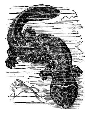 Semender bir sürüngen cinsidir, kurbağaya yakın bir müttefiktir, ince bir gövdeye sahiptir, bir kuyruk tarafından yok edilir, ve aynı uzunlukta, körelmiş burunlu, tırnakları olmayan, pulsuz, çıplak bir deri ve tek kulaklı, eski bir kalbe sahiptir.