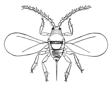 Yuvarlak koyu gri ölçekli, çapı iki milimetreye kadar olan erkek San Jose ölçeği böceğinin tipik bir temsili yalnızca birkaç saat yaşar..