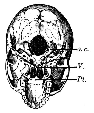 Alt çene çıkarıldı. Şeklin alt kısmında ağzın çatısını oluşturan sert damak ve üst diş setleri, klasik çizimler veya kabartma çizimler bulunur..