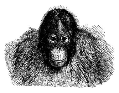 Büyük maymun, Orangutan, saçla kaplı ve kendine özgü yanak pedleri var. Büyük bir memelidir ve şempanzeler ve goriller, klasik çizimler veya oyma resimlerine benzer..