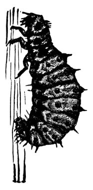 Vedalia Lady Beetle, pamuk bitkileri, klasik çizimler veya kabartma resimlerle beslenen yırtıcı böceklerdir..