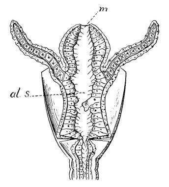 Polipler mukoza zarından çıkan anormal doku artışlarıdır, çoğunlukla küçük düz çıkıntılar ya da saplar gibi küçük mantarlara benzerler.. 