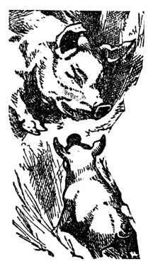 Geniş burunlu ve uzun burunlu iki domuzun tipik bir tasviri toprağı kazıyor ve yiyecek, klasik çizim ya da gravür kalıbı buluyor..