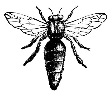 Bunlar bir kovanda yaşayan yetişkin, çiftleşmiş dişi (gyne) ve genellikle arı kovanındaki arıların çoğunun annesi olarak kabul edilir, ince ve segmentli gövdeleri, kanatlarında radyal damarlar, vintage çizgi çizimleri veya gravür çizimleri bulunur.