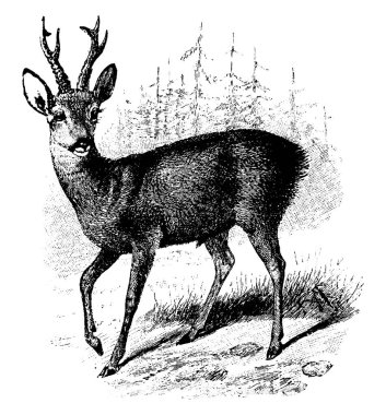 The male of the deer species is at times referred to as, Roebuck, usually reddish and grey-brown in color. They are well-adapted to survive in extreme cold climates, vintage line drawing or engraving illustration. clipart