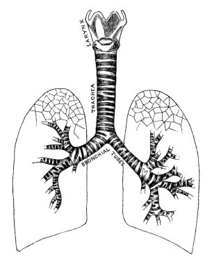 Solunum sistemi, hayvan ve bitkilerde gaz alışverişi, klasik çizgi çizimi veya oyma resimlerinde kullanılan belirli organlar ve yapılardan oluşan biyolojik bir sistemdir..