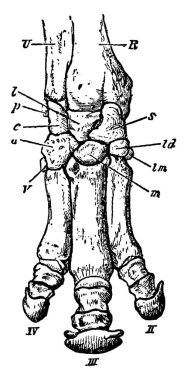 Mevcut Perissodactyle; Gergedan (Gergedan Sumairensis) 'in ön ayağındaki kemiklerin tipik bir temsili. Genellikle burunları kalkıktır ve küçük beyinleri, klasik çizimleri ya da gravürleri vardır..