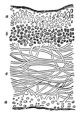 Resimler, a, b ve c, kortikal stratum, gonidial stratum ve medullary stratum, sırasıyla, vintage çizgi çizimi veya gravür çizimi ile Stratified Thallus of Ricasolia herbacea 'nın tipik bir temsili.