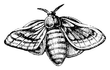 İpek böceği, evcil ipek güvesi, Bombyx mori, klasik çizgi çizimi veya kabartma çizimi olan larva veya tırtıldır..