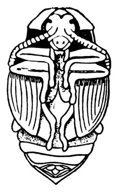 Bezelye bitinin bir pupası, yaz ve sonbahar aylarında larva halinde, kışın pupa olarak ve bahar sonlarında yetişkin formunda, büyüyen bezelyelerin kabuklarına yumurtalarını bırakmak için ortaya çıktığında, vintage çizgi çizimi veya oyma il