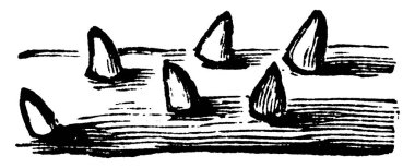 Bu resim Bagworm 'ın genç larvası Thyrtdopteryx ephemeraeforis türünü tasvir eder, çantalar dik, vintage çizim ya da oyma resimleriyle taşınır..