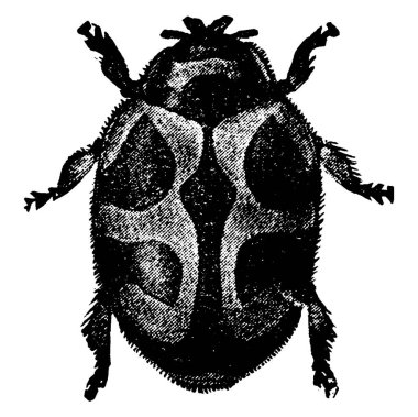 Vedalia Lady Beetle 'ın yetişkin hali çok belirgin bir şekle, klasik çizime ya da kabartma resimlere sahiptir..