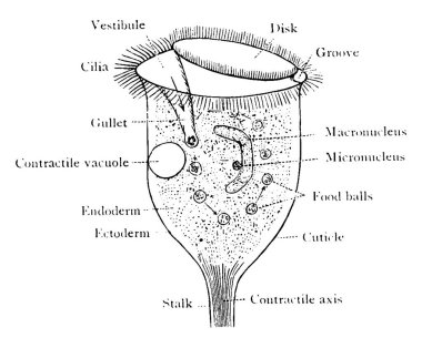 Vorticella, Phyllum Ciliophora 'ya ait çan şeklinde bir protozoan ve cins..