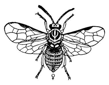 Karnı, göğsü ve ön kanatları lekeli, klasik çizim ya da gravür çizimi olan kuş üzümü solucanının dişi yetişkini..