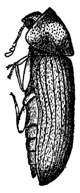  ölüm-izleme, Sitodrepa panacea türleri 6 bacaklı ve kanatlı, klasik çizgi çizimi ya da gravür çizimi.