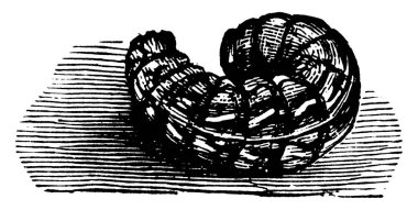  Gizli kesik-solucanın larva safhası olan Noctua gizli kurt türü W-işaretli kesme kurdudur ve tırmanma yeteneğine sahiptir..