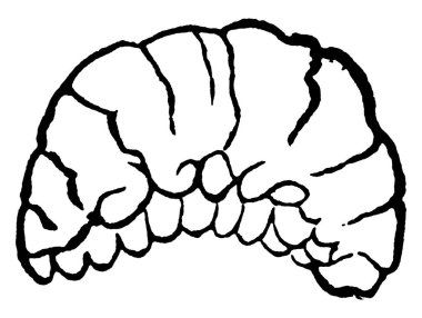 Bezelye kabuğu larvası, klasik çizim ya da gravür çizimi..