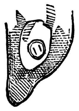 Sineğin yapısal ayrıntıları, Systaechus oreas türleri, benekli işaretler, klasik çizimler ya da kabartma çizimler.