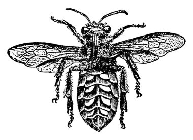 İşçinin alt kısmının tipik bir temsili, tüm vücudunda balmumu pullar ve benekli işaretler taşır, klasik çizimler veya kabartma çizimler.