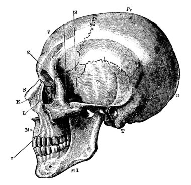 Etiketler: O, oksipital kemik; T, temporal; Pr, parietal; F, frontal; S, sfenoid; Z, malar; Mx, maxilla; N, nazal; E, ethmoid; ve diğer, vintage çizim veya oyma çizimi.