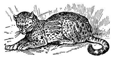 Kedi türünün dijitalleşmiş etobur memelisi olan yaban otunun boyu yaklaşık 1 metre ve kuyruğu yaklaşık 30 santim daha uzundur..