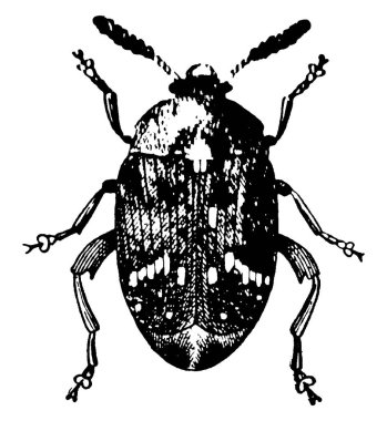 Yetişkin bir Pea Weevil, yaz ve sonbahar aylarında larva halindeki bezelyelerde, kışın pupa olarak ve ilkbaharda yetişkin formunda yumurtalarını büyüyen bezelyelerin kabuklarına bırakmak için ortaya çıktığında, vintage çizim ya da gravür çizimi yaparken bulunur.