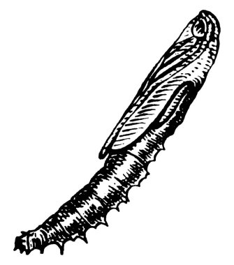 Şeftali ağacı sıkıcısının tipik bir portresi, bölümlü gövdelerinde ve kafalarında üçgen şekilli kapsül, klasik çizgi çizimi ya da oyma çizimi ile kaplı benekli işaretler ile.