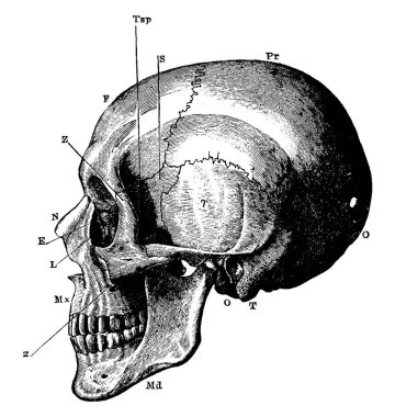 The side view of the human skull, with the parts labelled as, 'O', occipital bone; 'T', temporal bone; 'Pr', parietal bone; 'F', frontal bone; S'', sphenoid; 'Z', malar; 'Mx', maxilla; 'N', nasal; 'E', ethmoid; 'L', lachrymal; 'Md', inferior maxilla. clipart