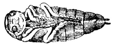 Dytiscus cinsinin, belirgin büyük gözleri ve gövdesi, klasik çizim ya da gravür çizimi olan tipik bir tasviri..