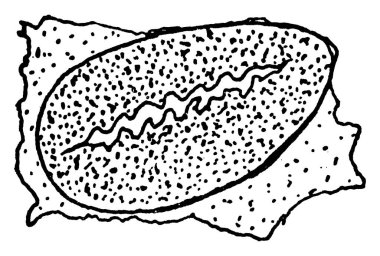 Bir böceğin solunum sisteminin enine görüntüsü, klasik çizgi çizimi veya kabartma çizimi.