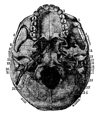 Kafatasının tabanı, beyni boyun ve yüzün yapılarından ayırır, buna kafatasının tabanı, klasik çizgi çizimi veya kabartma çizimi de denir..