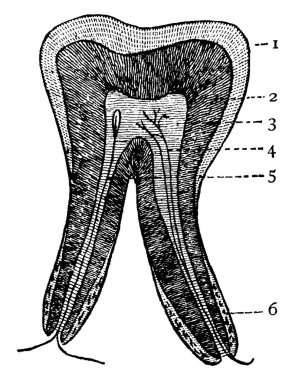 Bir dişin dikey kısmının tipik bir temsili, parçalar 1: Enamel; 2: Dentine; 3: Pulp; 4: Kan damarı; 5: Sinir ve 6: Fibröz çimento, vintage çizim veya resimleme.