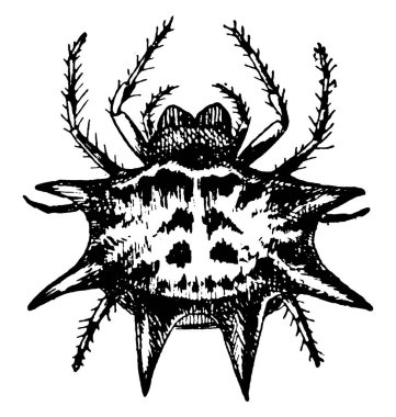 Örümcekler iki gövdesi olan eklembacaklılardır, sekiz bacakları, kanatları ve antenleri yoktur ve çiğneyemezler.. 