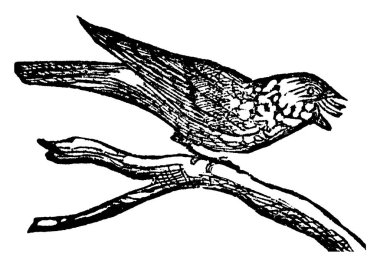 Doğudaki kırbaç-yoksul-irade (Caprimulgus vociferus), Kuzey Amerika 'da bulunan bir gece kavanozudur..