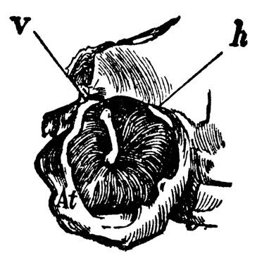 Kulak Davulu ya da basit Drum, insan kulağında ses titreşimlerini alan ve işitsel osisiklere, klasik çizimlere ya da resimlere aktaran ince bir doku katmanıdır..