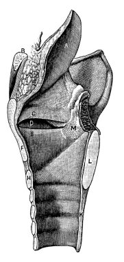 Ses telleri gırtlaktaki sesleri seslendirme yoluyla üreten doku kıvrımlarıdır, A, epiglottis; B, dil kemiğinin bir kısmını temsil eder; E, gerçek ses teli; K, trakea; M, kepçe şeklinde kıkırdak; ve diğer, vintage çizgi çizimi veya engra