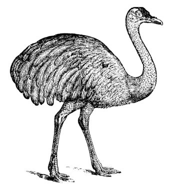 Devekuşu, Struthionidae familyasından Afrika 'ya özgü büyük, uçamayan bir kuş türü..