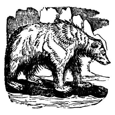 Vücudunda çok fazla kıl olan ve buzun üzerinde duran büyük bir ayının yan görüntüsü. Bu ayıya kutup ayısı da denir. Kutup ayısı, klasik çizim ya da gravür resimlerinde yaşar..