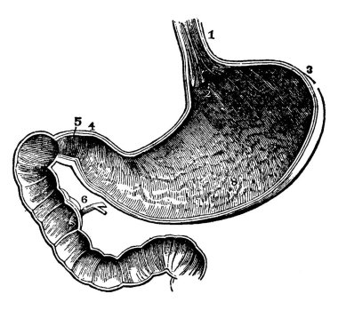 Midenin içinde 3 ve 4 uçlarını, 1 'i gırtlağın açılışını, 5' i kapakçığı, 6 'sı da karaciğerin kanalını, klasik çizgi çizimini ya da resimlemesini gösteriyor..