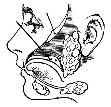 İnsanlarda üç büyük tükürük bezinin (parotid, submandibular ve alt dilaltı) yanı sıra yüzlerce küçük tükürük bezleri, klasik çizgi çizimi veya oyma çizimi bulunur..