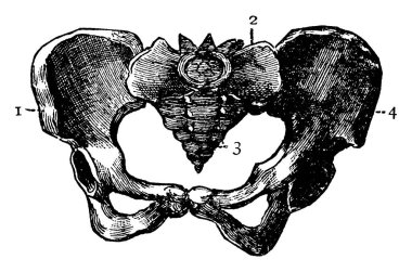 İnsan vücudunun leğen kemiğinin '1, 2 ve 3' olarak etiketlenmiş, sırasıyla kalça kemikleri, kuyruk sokumu ve kuyruk sokumu, klasik çizgi çizimi veya oyma çizimi şeklinde tipik bir temsili..