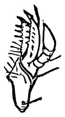 Rose Chafer metalik yeşil renklidir ve V şekilli scutellum, klasik çizgi çizimi veya gravür çizimi.