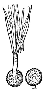 Küresel toplara benzeyen Telento sporları. Resmin sol tarafındaki figür Hindistan 'ı filizlendiren ve taşıyan figür, klasik çizgi çizimi veya gravür resmidir..