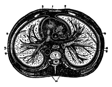 Göğüs veya göğüs kafesinin iç görünüşü göğüs boşluğu ve göğüs duvarı, klasik çizgi çizimi veya oyma çizimi içerir..