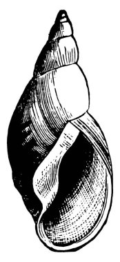 Pond Salyangoz, Lymnaeidae familyasından bir salyangoz türüdür..