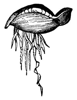 Yemekler sindirim boşluğuna, Physalia 'nın ağzı olmadığı için, uzantı gibi bir kaç şişeyle taşınır. Altına asılıyorlar, her birinin bir deliği ve bir çeşit enayi, klasik çizim ya da gravür çizimi var..