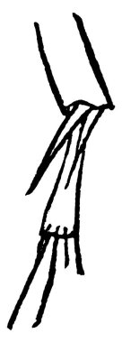 İki eklemli gül chafer arka bacak yapısı, klasik çizgi çizimi veya gravür çizimi.