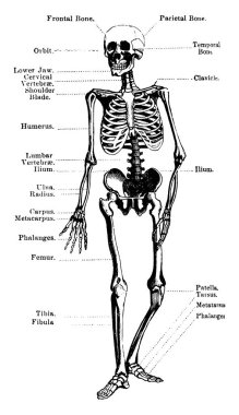 Bu ilk Minnesota alayının bir resmi, bir ev ve bazı kesilmiş ağaçları gösteriyor, evin arkasında ağaçlar var, büyük bir çiftlik alanını gösteriyor, klasik çizimler veya oymalar, klasik çizimler,.