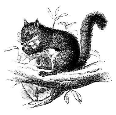 Chickaree, Tamiasciurus douglasii türü, fındık yiyor. Sincaplar, ince gövdeli, gür kuyruklu ve büyük gözlü, klasik çizim ya da gravür resimli Sciuridae familyasının üyeleridir. 