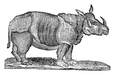 Tipik bir kaplan, büyük etobur kedi memelisi, genellikle kırmızı-turuncu kürkü üzerinde koyu dikey çizgiler ve alt kısmı açık renklidir; büyük kedilerin en güçlüsü, vintage çizgi çizimi veya resimleme.